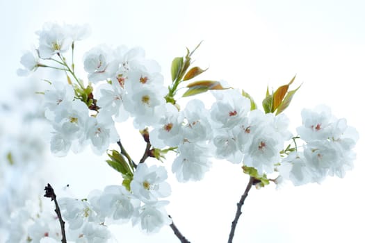 Branch of cherry tree