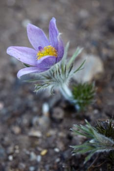 Pasqueflower