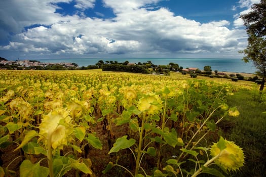 Field of sunflowers