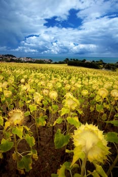 Field of sunflowers