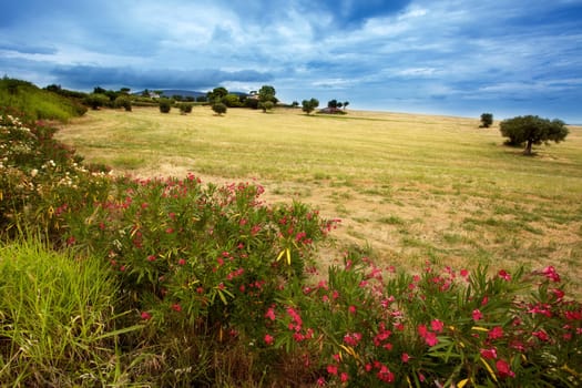 A meadow in Italy