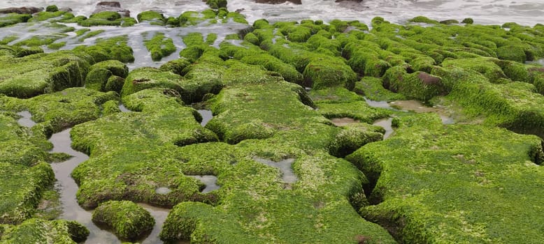 The Laomei Green Stone Trough is located in Shimen District on the North Coast, Every April and May, because the northeast monsoon slowly weakens, the local rock trough scientific name: tidal trench and sea erosion trench is covered with a large green seaweed