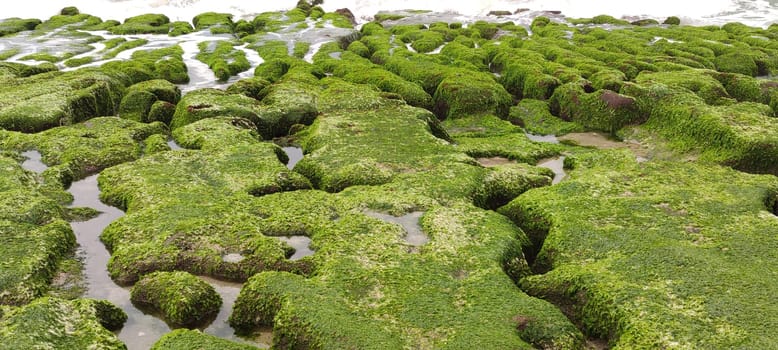 The Laomei Green Stone Trough is located in Shimen District on the North Coast, Every April and May, because the northeast monsoon slowly weakens, the local rock trough scientific name: tidal trench and sea erosion trench is covered with a large green seaweed