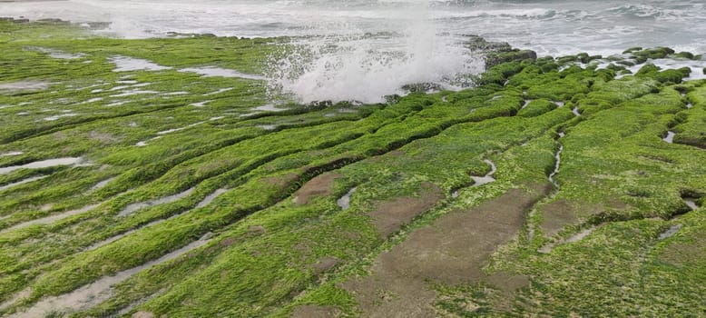 The Laomei Green Stone Trough is located in Shimen District on the North Coast, Every April and May, because the northeast monsoon slowly weakens, the local rock trough scientific name: tidal trench and sea erosion trench is covered with a large green seaweed