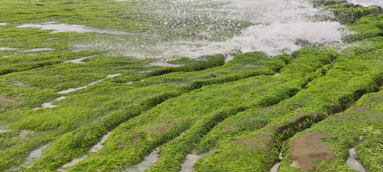 The Laomei Green Stone Trough is located in Shimen District on the North Coast, Every April and May, because the northeast monsoon slowly weakens, the local rock trough scientific name: tidal trench and sea erosion trench is covered with a large green seaweed