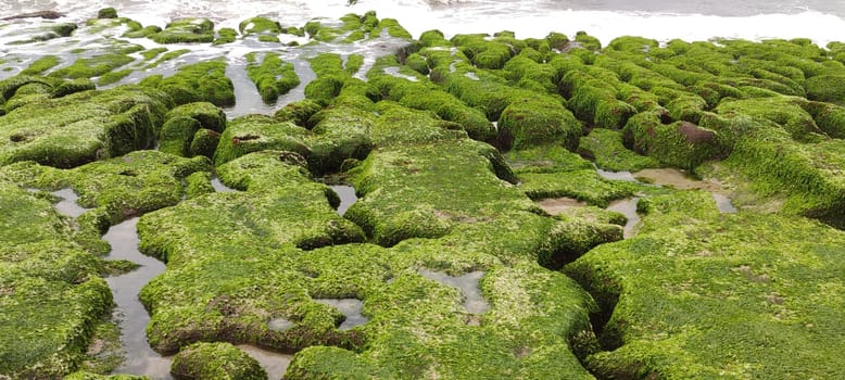 The Laomei Green Stone Trough is located in Shimen District on the North Coast, Every April and May, because the northeast monsoon slowly weakens, the local rock trough scientific name: tidal trench and sea erosion trench is covered with a large green seaweed