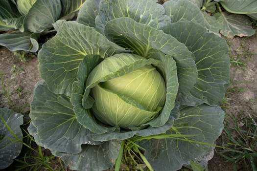 Organic farming of fresh green cabbage plantation. vegetarian cabbage on the field ready to harvest and salad. Natural Agriculture Background view