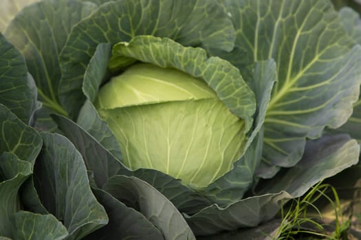 Organic farming of fresh green cabbage plantation. vegetarian cabbage on the field ready to harvest and salad. Natural Agriculture Background view