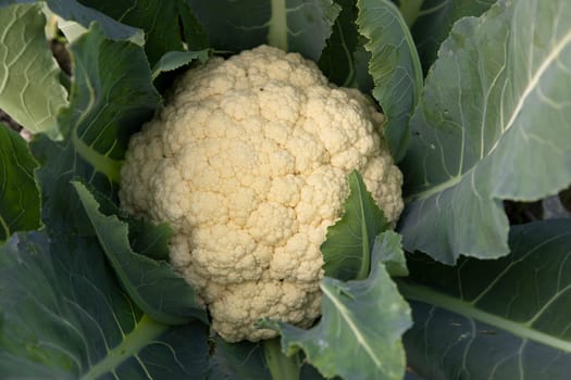 Fresh Cauliflower the raw vegetable grows in organic soil in the garden. Organic farming of fresh cauliflower plantation.  Natural Agriculture Background view