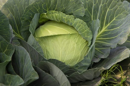 Organic farming of fresh green cabbage plantation. vegetarian cabbage on the field ready to harvest and salad. Natural Agriculture Background view
