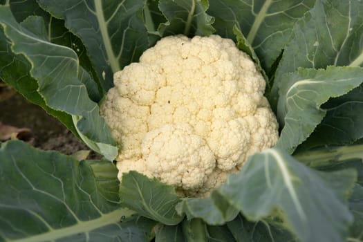 Fresh Cauliflower the raw vegetable grows in organic soil in the garden. Organic farming of fresh cauliflower plantation.  Natural Agriculture Background view
