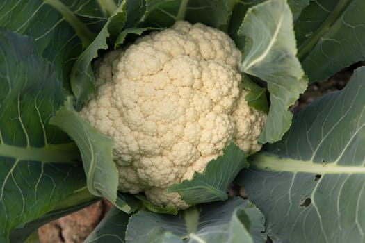 Fresh Cauliflower the raw vegetable grows in organic soil in the garden. Organic farming of fresh cauliflower plantation.  Natural Agriculture Background view