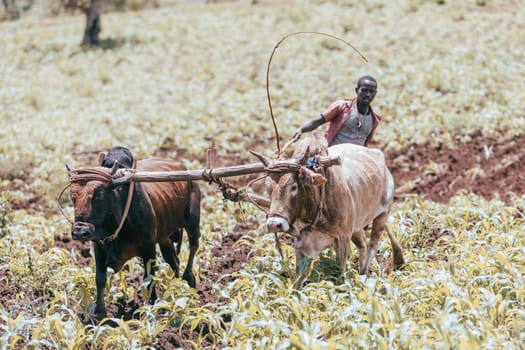 Southern Nations Region, Ethiopia - May 10, 2019: Unknown poor Ethiopian farmer cultivates a field with a traditional primitive wooden plow pulled by cows. May 10. 2019 in Southern Nations , Ethiopia