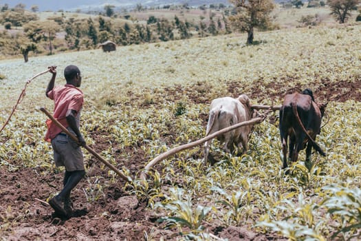 Southern Nations Region, Ethiopia - May 10, 2019: Unknown poor Ethiopian farmer cultivates a field with a traditional primitive wooden plow pulled by cows. May 10. 2019 in Southern Nations , Ethiopia