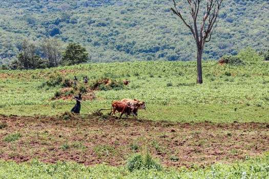Southern Nations, Ethiopia - May 10, 2019: Unknown poor Ethiopian farmer woman cultivates a field with a traditional primitive wooden plow pulled by cows. May 10. 2019 in Southern Nations , Ethiopia