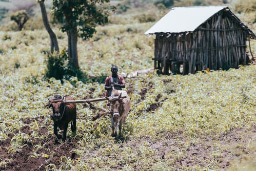 Southern Nations Region, Ethiopia - May 10, 2019: Unknown poor Ethiopian farmer cultivates a field with a traditional primitive wooden plow pulled by cows. May 10. 2019 in Southern Nations , Ethiopia