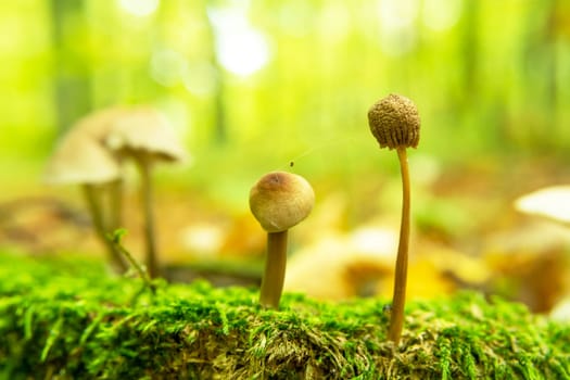 Wild mushrooms growing in the moss, close up