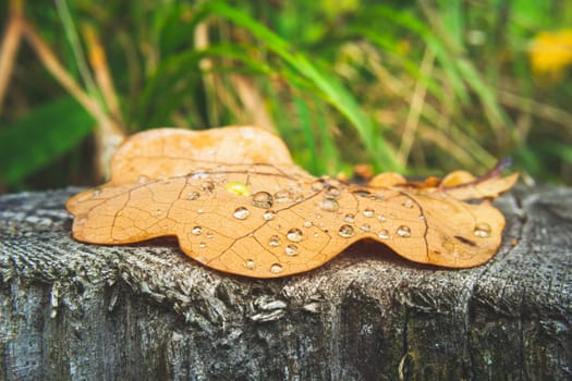 Oak leaf with water drops lying on the stump tree