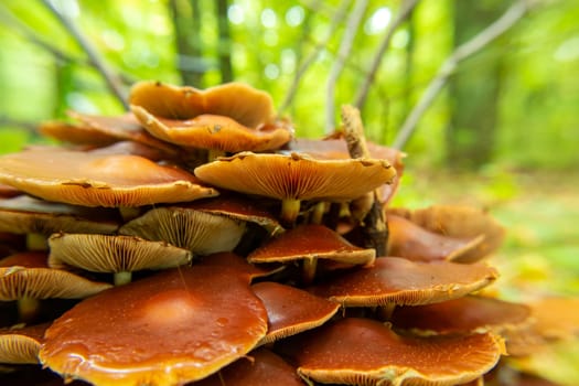 A group of brown mushrooms with gills, autumn view