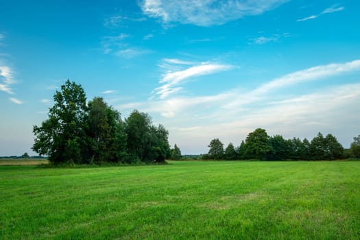 Trees on green meadow and blue sky, summer view