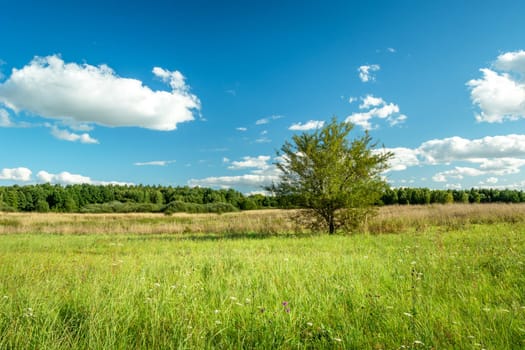 Lonely tree growing in a green meadow, Czulczyce, Poland