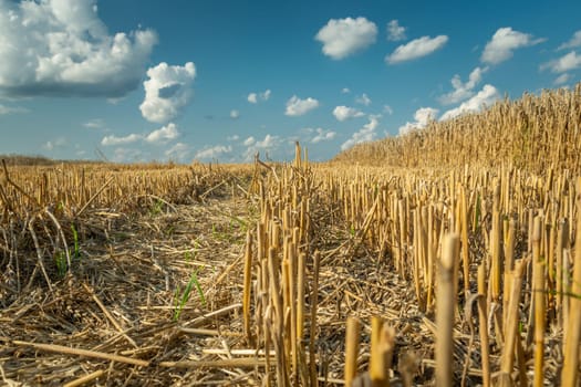A stubble and white clouds against a blue sky, low prospect