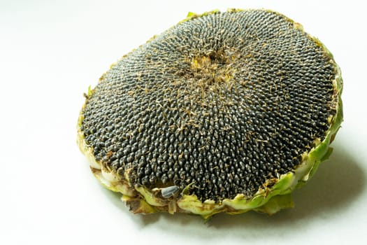 A large sunflower with seeds isolated on a white background