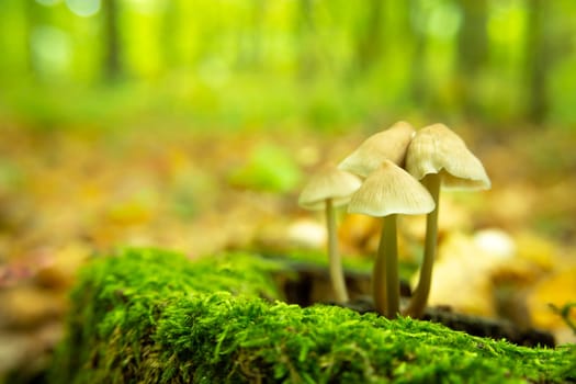 Wild mushrooms growing on a stump in the green moss
