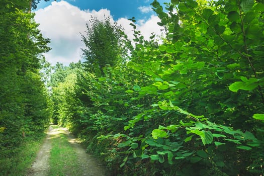 Dirt road through a dense green forest, summer day