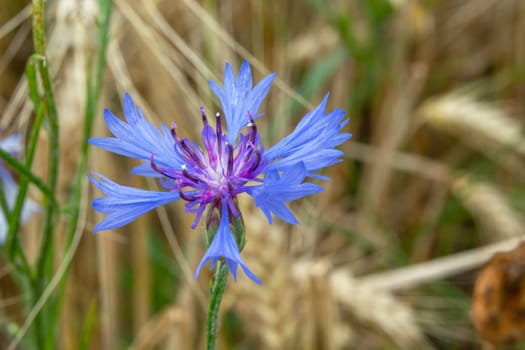 Flower of blue cornflower in golden grain, summer view