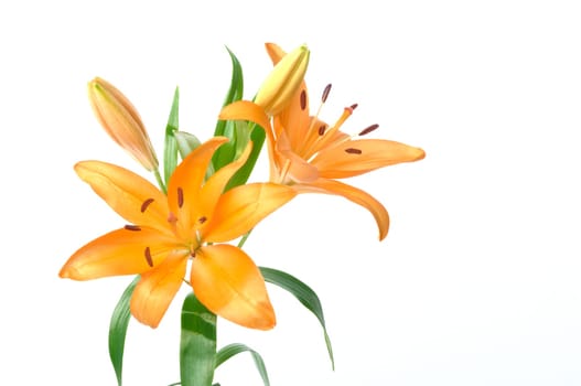 Studio shot of orange lily