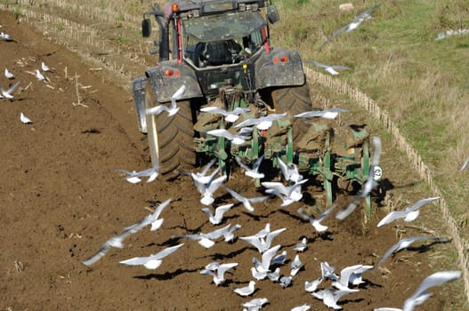Plow tractor surrounded by seagulls