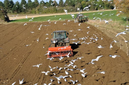 Plow tractor surrounded by seagulls