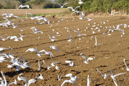 Plow tractor surrounded by seagulls