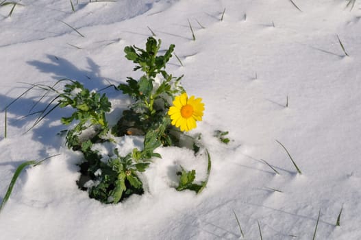 golden daisy under the snow in Brittany wheat chrysanthemum under the snow in Brittany