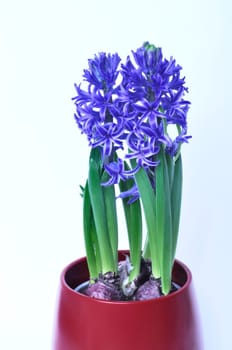 Studio shot of a hyacinth