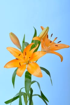 Studio shot of orange lily