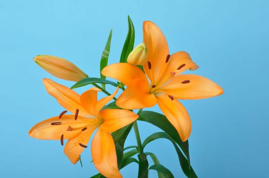 Studio shot of orange lily