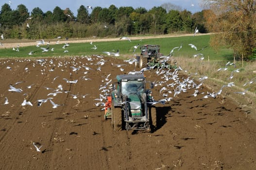 Plow tractor surrounded by seagulls