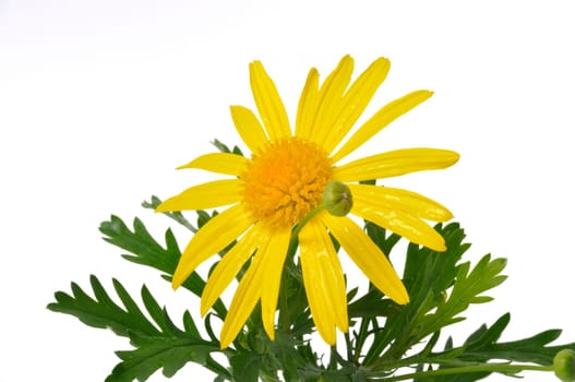 savannah daisies on a white background
