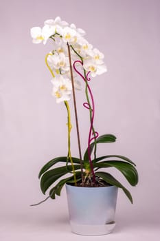 Indoor orchid flowers in a pot, white background
