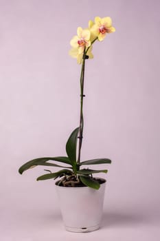 Indoor flowers yellow orchids in a pot, white background