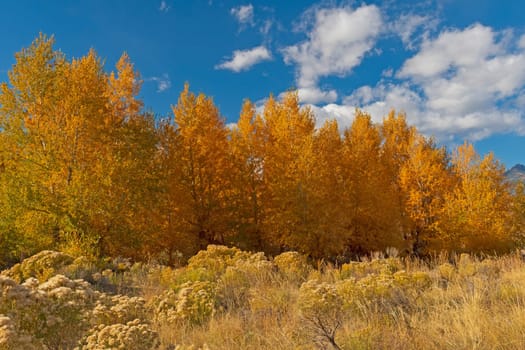 Narrow Leaf Cottonwood in Autumn Colors in the Great Sand Dunes National Park in Colorado