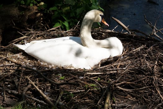 Swan's nest in the Heiligenhaus at the Abtskücherteich. Mother bird with little baby learn to swim. Wild swans in spring. .