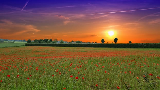 Campo con hierba verde y amapolas rojas contra el cielo del atardecer