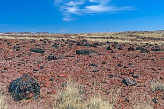 Petrified Tree Debris on a Desert Plain in Petrified Forest National Park in Arizona