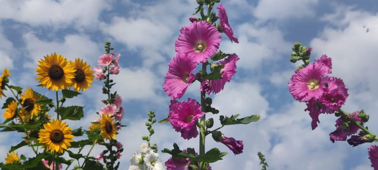 Hollyhocks blooming in Teipei City, Taiwan