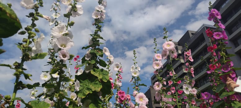 Hollyhocks blooming in Teipei City, Taiwan