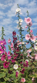Hollyhocks blooming in Teipei City, Taiwan