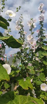 Hollyhocks blooming in Teipei City, Taiwan